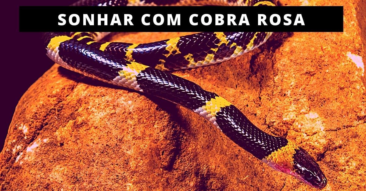 Sonhar com cobra amarela e preta: A verdadeira explicação do sonho!