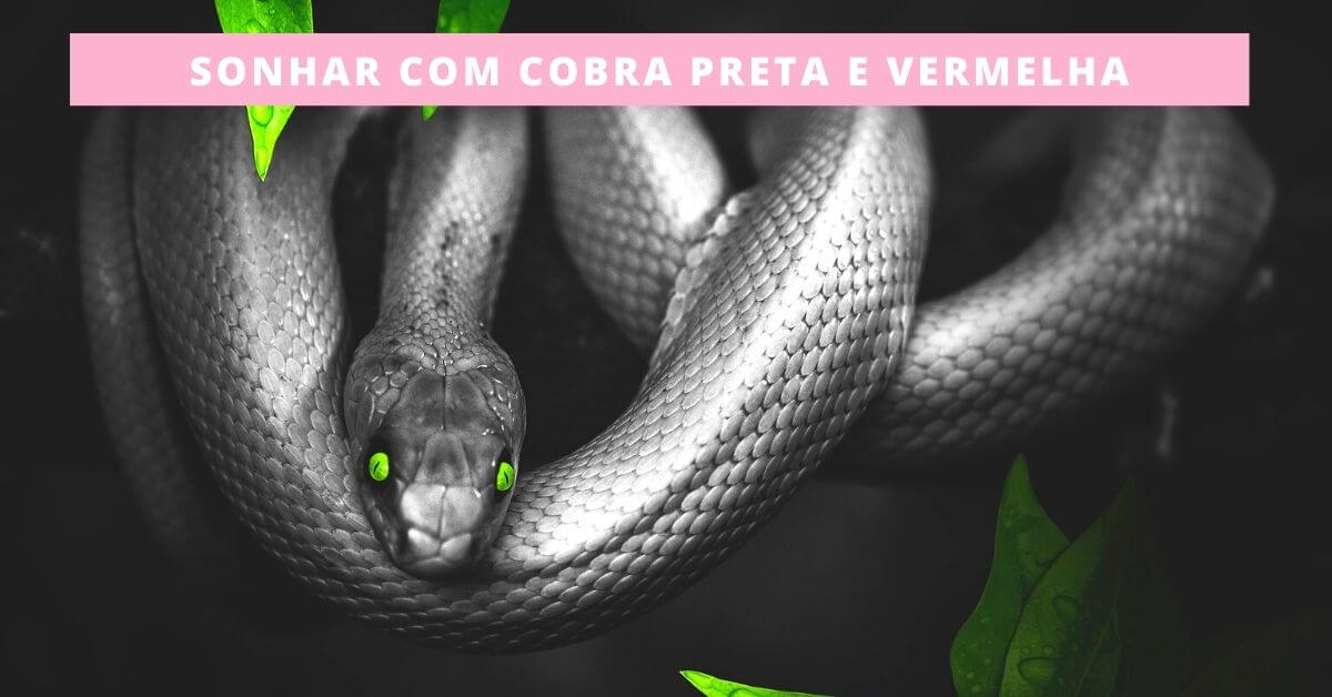 Sonhar Com Cobra Vermelha Pequena