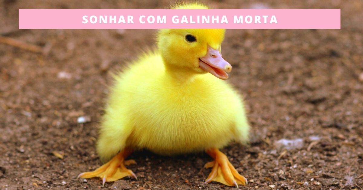 Sonhar com galinha morta: A verdadeira explicação do sonho!
