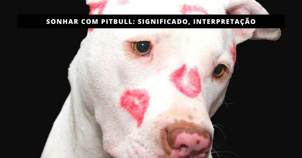Sonhar com pitbull: Significado, Interpretação - Mundo da Numerologia