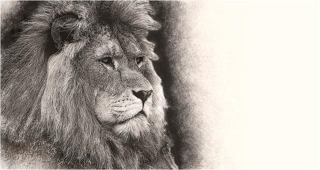 A Simbologia da Pureza e da Iluminação na Flor de Lótus